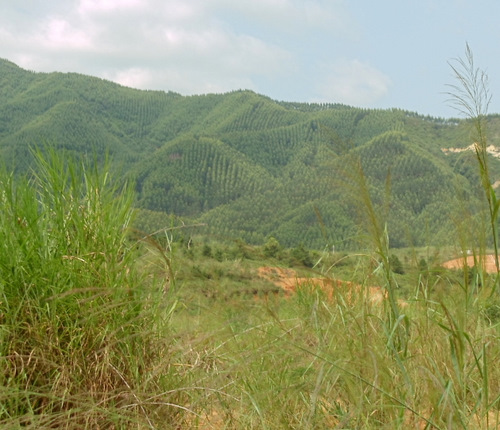 Groomed and Managed Forest Resources.